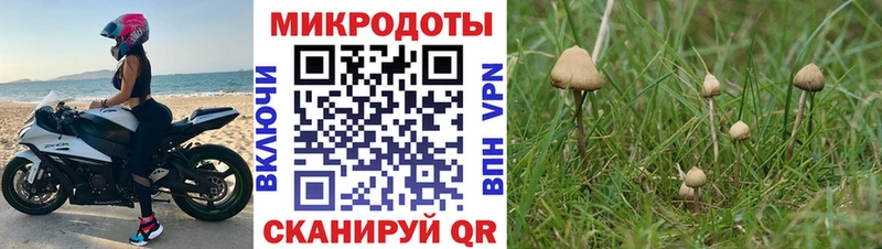 Псилоцибиновые грибы Psilocybine cubensis Грозный